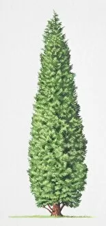 One Object Gallery: Leyland Cypress, x Cupressocyparis leylandii, tree front view