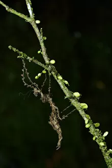 Images Dated 17th November 2015: Lichen mimic walking stick
