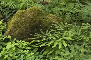 Images Dated 16th July 2012: Lichen and moss covered rock, Quebec Province, Canada