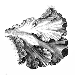 Images Dated 25th April 2016: Lichen (Peltigera canina)