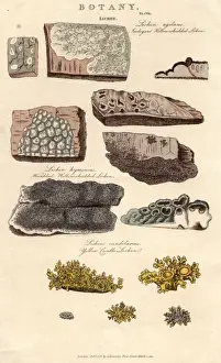 Lichens
