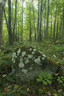 Lichens and moss on a boulder