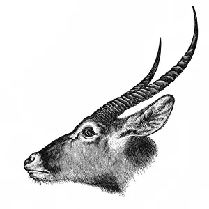Lichtensteins Hartebeest (Alcelaphus buselaphus)