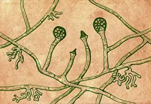 Hand Drawn Prints: Lichtheimia corymbifera fungi, illustration