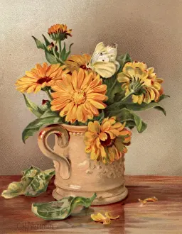 Still Life