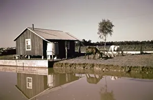 Swamp Prints: Life On The Bayou