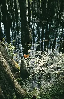 Creek Prints: Life On The Bayou