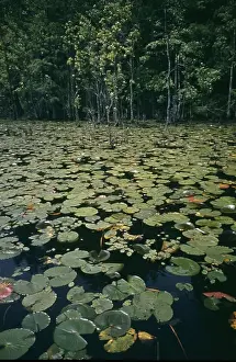 Creek Prints: Life On The Bayou