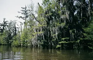 Creek Prints: Life On The Bayou