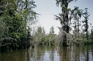 Creek Prints: Life On The Bayou