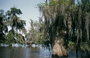 Creek Prints: Life On The Bayou