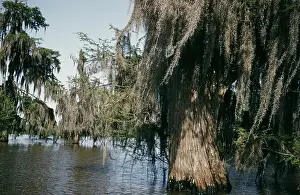 Creek Prints: Life On The Bayou