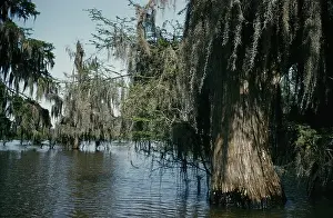 Creek Prints: Life On The Bayou