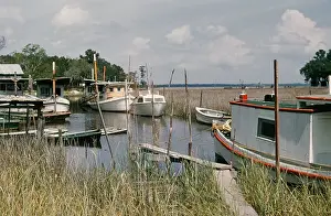 Creek Prints: Life On The Bayou
