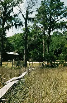 Spanish Moss Prints: Life On The Bayou