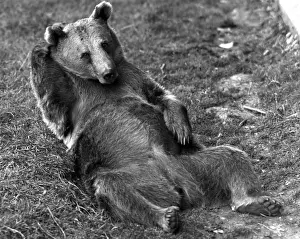 Prints of 26th September 1952: A European brown bear holds a restful pose as it relaxes in its quarters at Whipsnade zoo. (Photo by Fred Morley/Fox Photos/Getty Images) Funny Animal Prints: Life Is Bearable