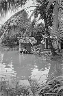 Prints of The fronds of a coconut palm heavy with fruit hang over the water of a river, a person is visible with their bare legs just above the surface of the water, in Saigon, Vietnam, 30th August 1965 Vietnam Prints: Life In Saigon
