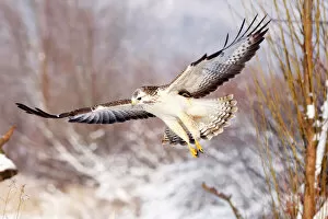 Hawk Bird Collection: Light Common Buzzard -Buteo buteo- flying, winter, Germany