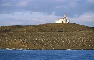 Large Group Of Animals Collection: Lighthouse on an Island with a Large Magellanic Penguin (Spheniscus magellanicus) Colony