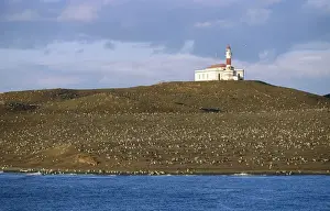 Prints of Magdalena Island, Straight of Magellan Lighthouse Prints: Lighthouse on an Island with a Large Magellanic Penguin (Spheniscus magellanicus) Colony