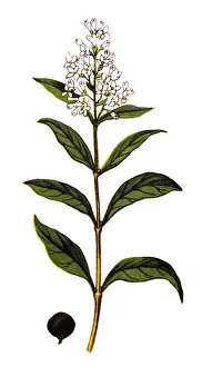 Ligustrum vulgare (wild privet, also sometimes known as common privet or European privet)