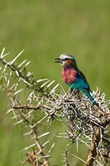 Images Dated 19th January 2010: Lilac-Breasted Roller