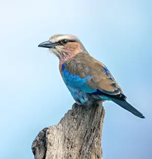 Lilac Breasted Roller close Up Perched on Stump in Serengeti National Park