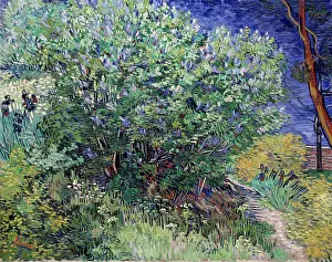 Prints of Lilac Bush, 1889. Found in the collection of the State Hermitage, St Petersburg. (Photo by Fine Art Images/Heritage Images/Getty Images) Echoes of Genius: Timeless Reproductions of a Master’s Vision: Lilac Bush, 1889. Artist: Vincent van Gogh