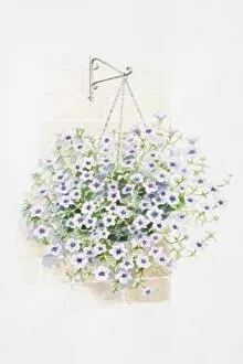 Images Dated 21st August 2006: Lilac flowers of Petunia Surfinia Series in hanging basket