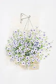 Brick Wall Prints: Lilac flowers of Petunia Surfinia Series in hanging basket
