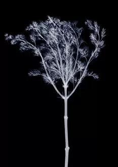 Oleaceae Gallery: Lilac (Syringa sp.), X-ray