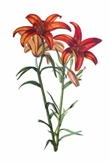 Images Dated 12th May 2018: Lilies flower