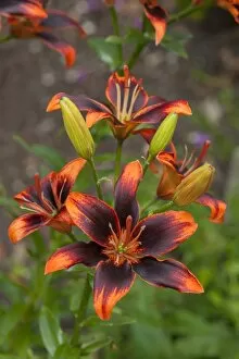 Images Dated 21st June 2014: Lilies -Lilium-, Bavaria, Germany