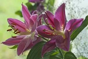 Images Dated 29th May 2014: Two Lilies -Lilium-, flowers