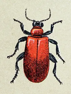 Insect Lithograph Prints: Lilioceris merdigera, insect animals antique illustration