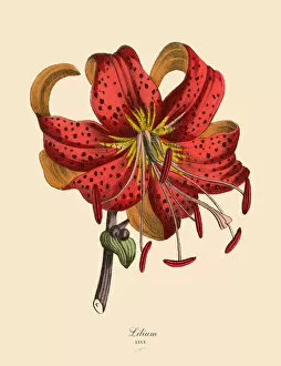 The Book of Practical Botany Collection: Lilium or Lily Plants, Victorian Botanical Illustration
