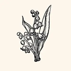 LILLY OF THE VALLEY : DESIGN ELEMENT (high resolution with lots of detail)