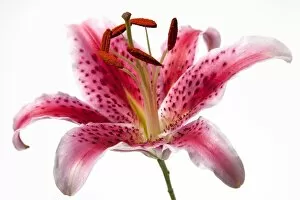 Images Dated 16th July 2012: Lily flower