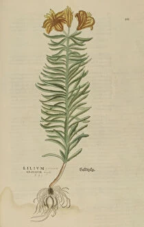 Galleries: Botanical Illustrations