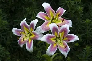 Liliaceae Prints: Lily (Lilium) Oriental hybrid