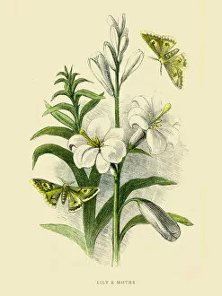 Butterfly Insect Gallery: Lily and moths illustration 1851