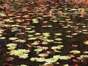 Lily pads in the fall