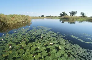 Botswana Gallery: Lily Pads and Marshes Scenic