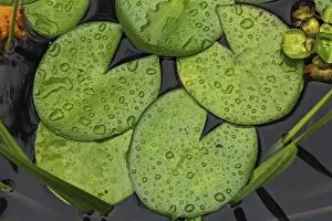 Nymphaea Gallery: Lily pads, Water lily -Nymphaea-, with drops of water