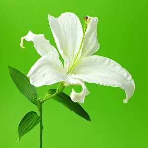 Images Dated 3rd February 2017: lily, stem, blossom, flower, floral, botanical, white, green, color of the year, no people