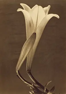 Arc0001738 Prints: Lily By Tina Modotti