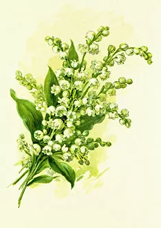 Herbal Medicine Gallery: Lily of the valley 19 century illustration
