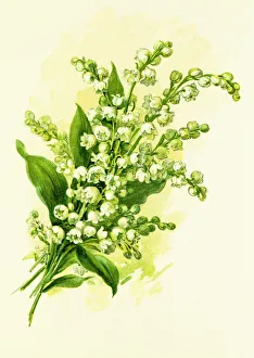 Images Dated 21st June 2015: Lily of the valley 19 century illustration