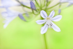 Images Dated 19th June 2009: Lily of Valley in August Light