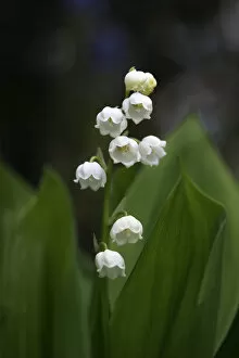 Images Dated 15th May 2010: Lily of the Valley -Convallaria majalis-